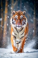Obraz premium Majestic bengal tiger walking through a snowy forest with snow falling and bamboo trees in background