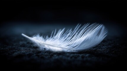 directional. A single white feather gently descending against a dark, textured background. wildlife magazines, conservation campaigns, designed for eco-tourism storytelling, used by project managers.