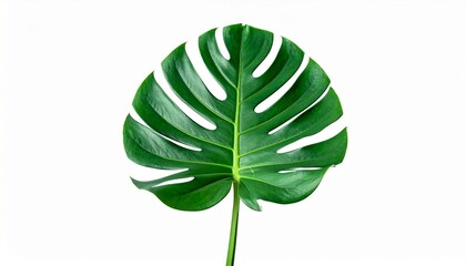 Monstera deliciosa plant isolated on white background.