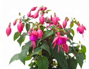 Fototapeta premium Fuchsia flowers bush on white background. 