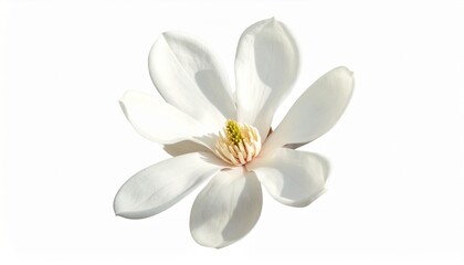 Naklejka premium one magnolia flower , png file of isolated cutout object on white background. 