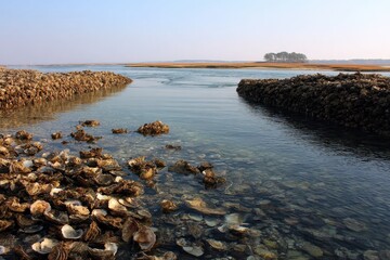 Tranquil Oyster Bed: A Serene Coastal Landscape Embracing Water, Rocks, and the Ocean Sky