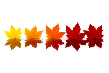 autumn maple leaves - Autumn Maple Leaf Gradient – Row of Five Leaves from Yellow to Red with Reflections on Glossy Surface Representing Seasonal Change and Natural Beauty