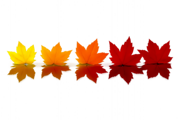 autumn maple leaves - Autumn Maple Leaf Gradient – Row of Five Leaves from Yellow to Red with Reflections on Glossy Surface Representing Seasonal Change and Natural Beauty
