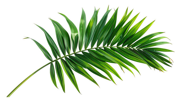 A lush, vibrant green palm frond isolated on a stark black backdrop