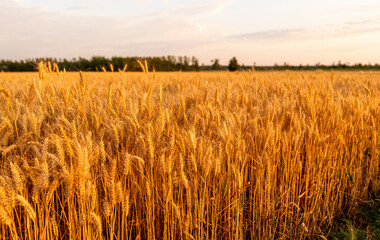 Obraz premium Golden wheat field at sunset. Agricultural background.