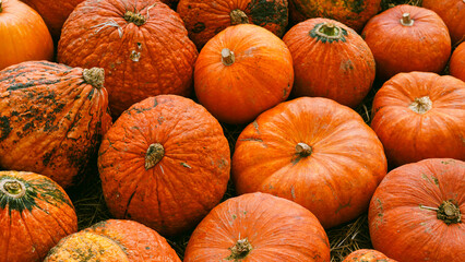 Ripe orange pumpkins spread on autumn farm ground with soft light.
