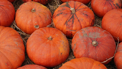 Ripe orange pumpkins spread on autumn farm ground with soft light.