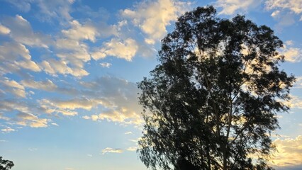 Beautiful Sunset Sky with Colorful Clouds and a Silhouette of a Vibrant Green Tree