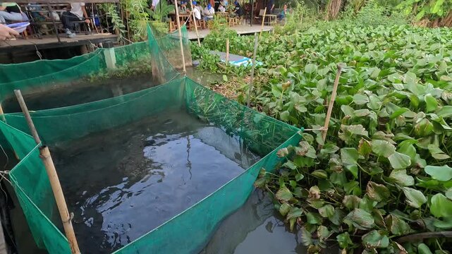 Rural fish farmer feeding snakehead fish in green net ponds beside a canal in Can Tho, Vietnam,