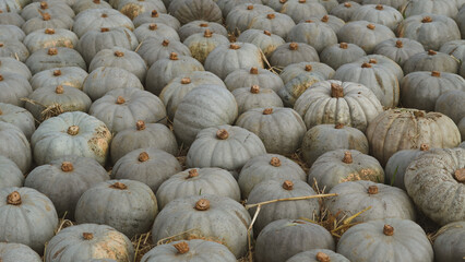Ripe blue pumpkins spread on autumn farm ground with soft light.