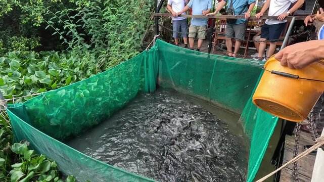 Tourists watching snakehead fish fly (ca loc bay) into the air  to catch food when a man fed them in Can Tho city, Vietnam.