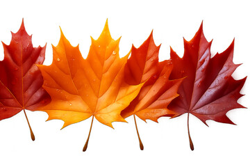 maple leaf isolated on white - Autumn Maple Leaf Gradient – Row of Five Leaves Transitioning from Bright Orange to Deep Red on White Background Representing Seasonal Change and Foliage Beauty