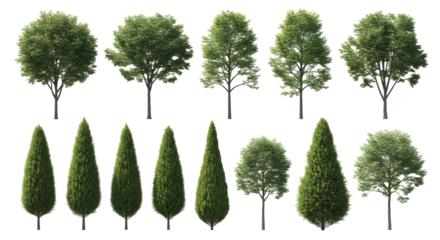 Diverse collection of green trees: deciduous, evergreen; isolated on transparent background with no cast shadows, ultra realistic UHD, visual catalog of diverse botanical forms