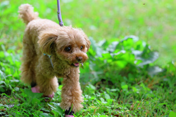 草むらをお散歩しているトイ・プードル