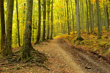 Obraz premium Na górskim szlaku w Beskidzie Śląskim