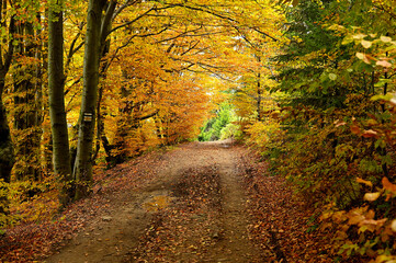 Na szlaku w  Beskidzie Śląskim
