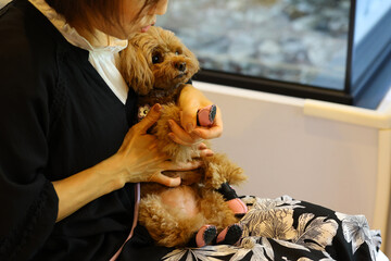 靴を履かせてもらっているトイ・プードル