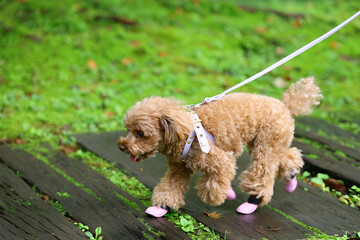 木の階段を駆け上がるトイ・プードル