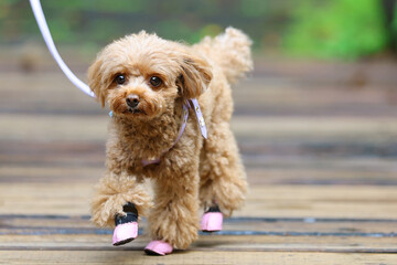 秋の散歩道を歩くトイ・プードル