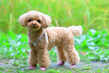田んぼのヘリを散歩しているトイ・プードル
