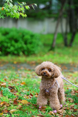 日本庭園を散歩するトイ・プードル