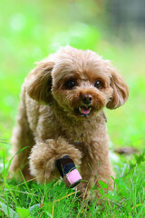 草むらを散歩しているトイ・プードル