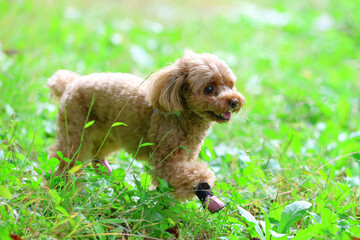 草むらを散歩しているトイ・プードル