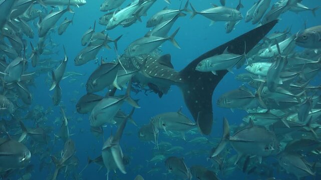 Whale shark (Rhincodon typus) with many remoras filmed from behind through a school of trevallies, slowly swimming forward.