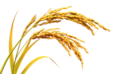 Ripe paddy rice stalks golden yellow pair isolated on transparent background (2)