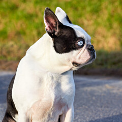 A striking Boston Terrier with unique blue eyes and classic black and white markings sits attentively outdoors. Its curious gaze adds character to this charming portrait.