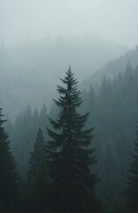 Misty evergreens loom in thick fog. Coniferous trees cover hills in dense. Mountain woodland evokes mystery and nature. Eerie forest landscape shows the Pacific Northwest wilderness in mood.