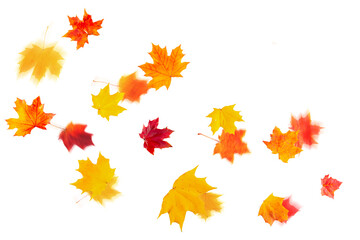 Flying autumn maple leaves isolated on a white background.
