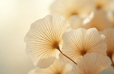 Closeup view shows beige ginkgo leaves with fine veins, soft texture. Delicate botanical elements create artistic composition. Organic fan shaped leaf patterns show symmetry, natural aesthetics in
