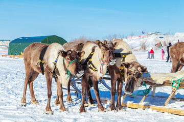 Reindeer in harness and reindeer herders at a traditional reindeer herder's festival. Arctic region.
