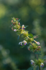 Beautiful flowers of large-flowered hemp-nettle outdoors in nature.
