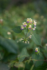 Beautiful flowers of large-flowered hemp-nettle outdoors in nature.
