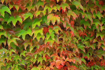 Colourful Autumn Ivy Leaves