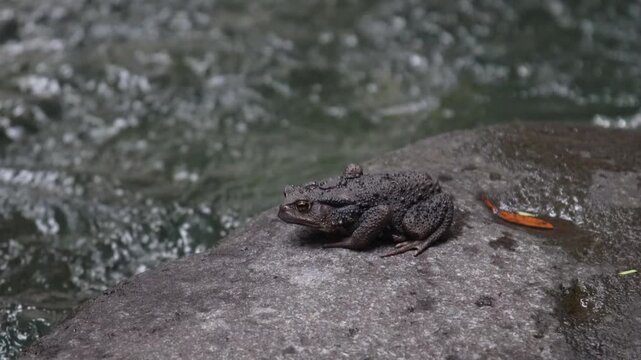 ガマガエル」の写真素材 | 4,389件の無料イラスト画像 | Adobe Stock