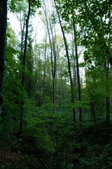 Obraz premium Lush and moody forest view in vertical shot.