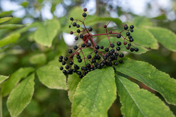 Black elderberry fruits and green leaves on the tree in detail.
