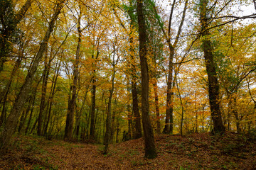 Obraz premium Forest in the fall background photo. Fallen leaves on the forest ground