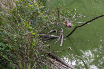 Discarded beautiful bouquet with pink flowers and red gerberas among branches in a pond.