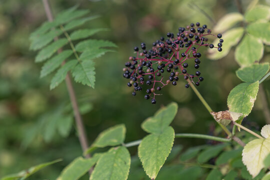 Black elderberry fruits and green leaves on the tree in detail.
