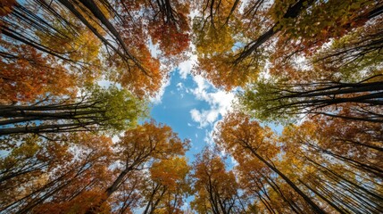 Fall leaves in forest canopy against blue sky, perfect for autumnthemed designs, nature concepts, and seasonal content.