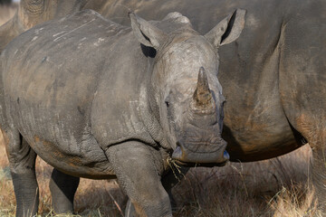 Obraz premium A young rhino grazing next to it's mother