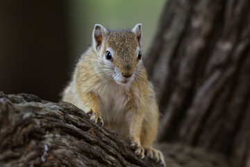 An african tree squirrel on a tree branch