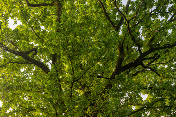 View into the crown of an oak tree with fresh green leaves.
