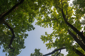 View into the crown of an oak tree with fresh green leaves.
