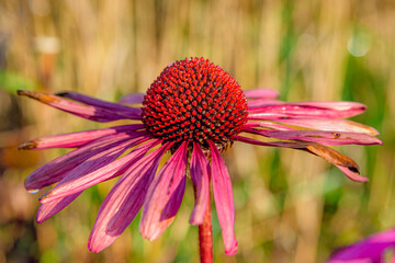 pink flower on a green background